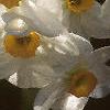 Narcissus 'Geranium', flowers