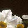 Narcissus 'Geranium', flowers