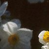 Narcissus 'Geranium', flowers
