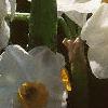 Narcissus 'Geranium', flowers