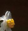 Narcissus 'Geranium', flowers
