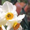 Narcissus 'Geranium', flowers