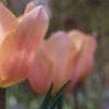 Narcissus 'Geranium', flowers