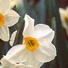 Narcissus 'Geranium', flowers