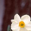 Narcissus 'Geranium', flowers