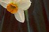 Narcissus 'Geranium', flowers