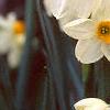 Narcissus 'Geranium', flowers