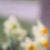 Narcissus 'Geranium', flowers