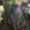 Narcissus 'Geranium', flowers