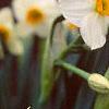 Narcissus 'Geranium', flowers