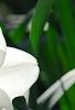 Narcissus 'Glissando', flowers