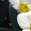 Narcissus 'Glissando', flowers