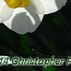 Narcissus 'Glissando', flowers
