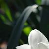 Narcissus 'Glissando', flowers
