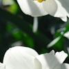 Narcissus 'Glissando', flowers