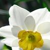 Narcissus 'Glissando', flowers