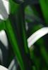 Narcissus 'Glissando', flowers