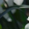 Narcissus 'Glissando', flowers