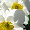 Narcissus 'Glissando', flowers