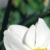 Narcissus 'Glissando', flowers