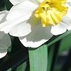 Narcissus 'Glissando', flowers