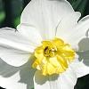 Narcissus 'Glissando', flowers