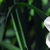 Narcissus 'Glissando', flowers