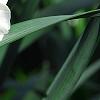Narcissus 'Glissando', flowers