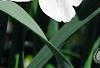 Narcissus 'Glissando', flowers