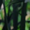 Narcissus 'Glissando', flowers