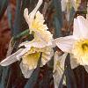 Narcissus 'Ice Follies', habit