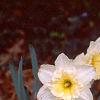 Narcissus 'Ice Follies', habit