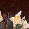 Narcissus 'Ice Follies', habit