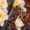 Narcissus 'Ice Follies', habit
