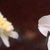 Narcissus 'Ice Follies', flowers