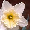 Narcissus 'Ice Follies', flowers