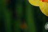Narcissus 'Martinette', flowers