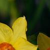 Narcissus 'Martinette', flowers