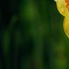 Narcissus 'Martinette', flowers