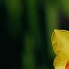 Narcissus 'Martinette', flowers