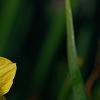 Narcissus 'Martinette', flowers