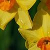 Narcissus 'Martinette', flowers