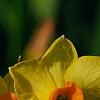 Narcissus 'Martinette', flowers