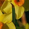 Narcissus 'Martinette', flowers