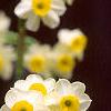 Narcissus 'Minnow', habit