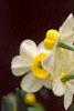 Narcissus 'Minnow', habit