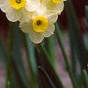 Narcissus 'Minnow', habit