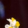 Narcissus 'Minnow', habit
