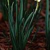 Narcissus 'Minnow', habit