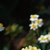 Narcissus 'Minnow', habit